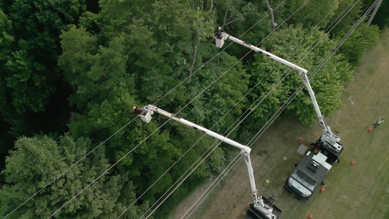 How Our Tree Care Process Works  in Malaga, NJ